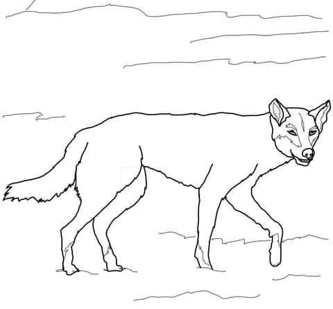 Australian Dingo Coloring Page